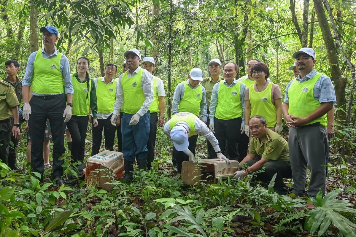 Thứ trưởng Nguyễn Quốc Trị, đại diện UNDP, UBND tỉnh Ninh Bình... tham gia hoạt động tái thả động vật tại Vườn quốc gia Cúc Phương, nhân kỷ niệm Ngày Quốc tế Đa dạng sinh học. Ảnh: Tùng Đinh. Thứ trưởng Nguyễn Quốc Trị, đại diện UNDP, UBND tỉnh Ninh Bình... tham gia hoạt động tái thả động vật tại Vườn quốc gia Cúc Phương, nhân kỷ niệm Ngày Quốc tế Đa dạng sinh học. Ảnh: Tùng Đinh.