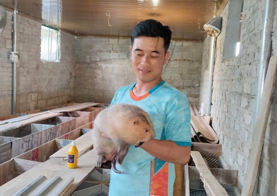 Con dúi đang mang lại thu nhập khá cao cho anh Tú. Ảnh: Quốc Toản. Con dúi đang mang lại thu nhập khá cao cho anh Tú. Ảnh: Quốc Toản.