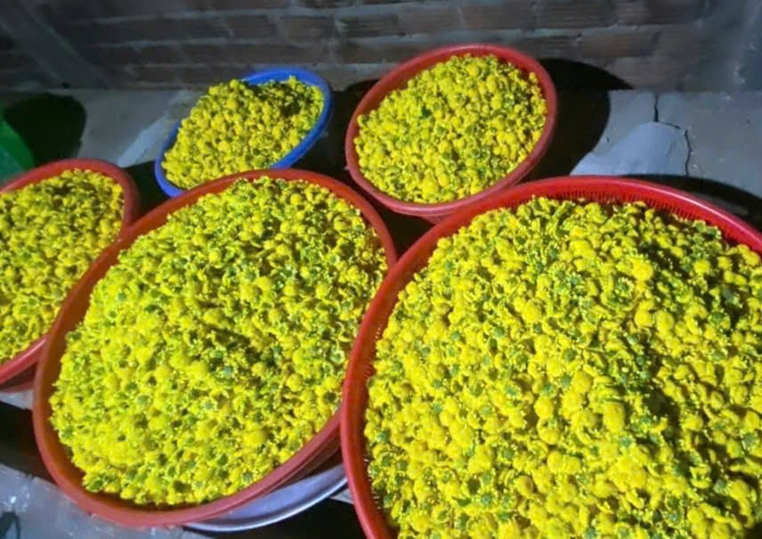 Hoa cúc chi sau khi thu hoạch sẽ được sấy khô đông lạnh Ảnh: Võ Hà. Hoa cúc chi sau khi thu hoạch sẽ được sấy khô đông lạnh Ảnh: Võ Hà.