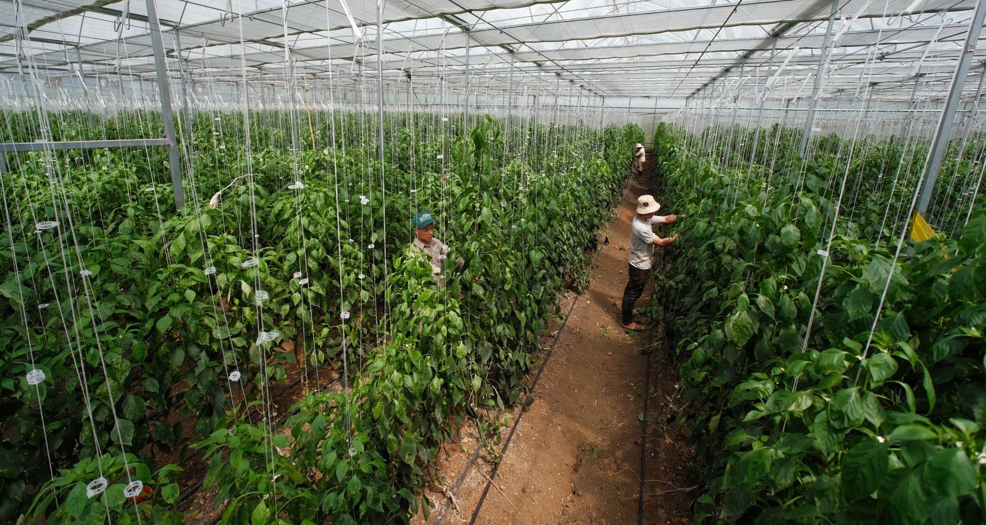 Hợp tác xã công nghệ cao Tân Lập (xã Tân Lập, Mộc Châu, Sơn La) được hưởng lợi từ dự án. Ảnh: Quỳnh Chi. Hợp tác xã công nghệ cao Tân Lập (xã Tân Lập, Mộc Châu, Sơn La) được hưởng lợi từ dự án. Ảnh: Quỳnh Chi.