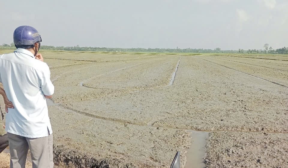 Các hợp tác xã nông nghiệp ở huyện Cầu Kè đang tâp trung cải tạo đất để canh tác 733ha lúa chất lượng cao, phát thải thấp. Ảnh: Lê Hùng. Các hợp tác xã nông nghiệp ở huyện Cầu Kè đang tâp trung cải tạo đất để canh tác 733ha lúa chất lượng cao, phát thải thấp. Ảnh: Lê Hùng.