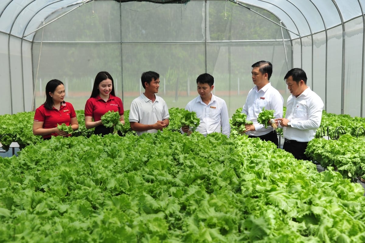 Agribank là ngân hàng đầu tiên triển khai chương trình tín dụng ưu đãi đối với lĩnh vực lâm, thủy sản với quy mô đăng ký ban đầu là 3.000 tỷ đồng. Ảnh: Lê Hoàng Vũ Agribank là ngân hàng đầu tiên triển khai chương trình tín dụng ưu đãi đối với lĩnh vực lâm, thủy sản với quy mô đăng ký ban đầu là 3.000 tỷ đồng. Ảnh: Lê Hoàng Vũ
