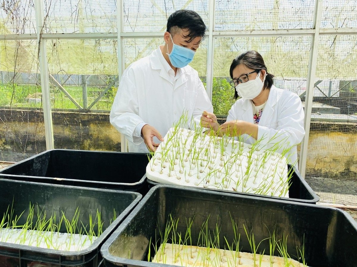 Công tác lai tạo giống lúa đóng vai trò then chốt, là nền tảng nâng tầm thương hiệu gạo Việt trên thị trường quốc tế. Ảnh: Lê Hoàng Vũ. Công tác lai tạo giống lúa đóng vai trò then chốt, là nền tảng nâng tầm thương hiệu gạo Việt trên thị trường quốc tế. Ảnh: Lê Hoàng Vũ.