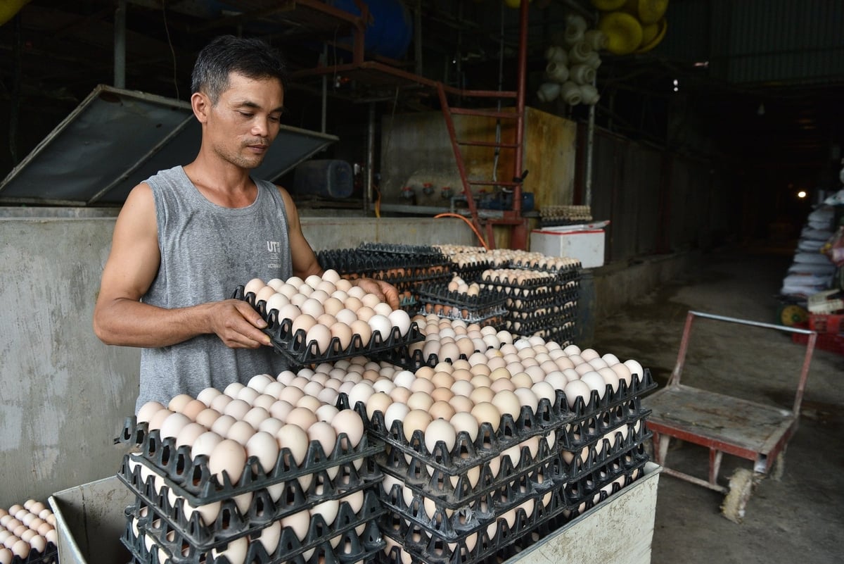 Anh Đào Quang Sang bên số trứng mới nhặt. Ảnh: Dương Đình Tường. Anh Đào Quang Sang bên số trứng mới nhặt. Ảnh: Dương Đình Tường.