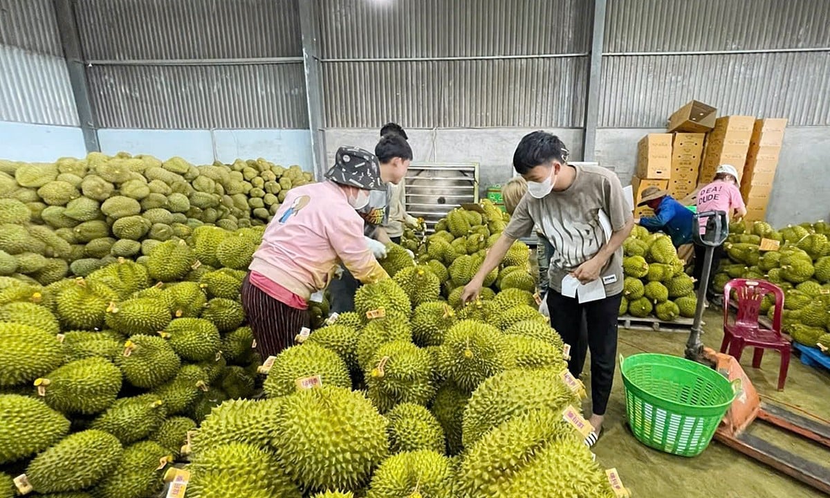 Giá sầu riêng hôm nay 23/5/2025 ở trong nước mới nhất. Ảnh: Ngọc Khanh Giá sầu riêng hôm nay 23/5/2025 ở trong nước mới nhất. Ảnh: Ngọc Khanh