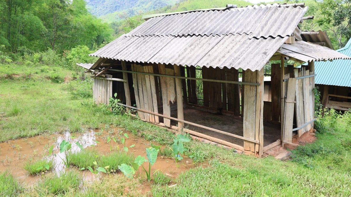 Ngôi nhà cũ xiêu vẹo bên sườn núi của ông Vi Văn Lui. Ảnh: Thanh Tâm Ngôi nhà cũ xiêu vẹo bên sườn núi của ông Vi Văn Lui. Ảnh: Thanh Tâm