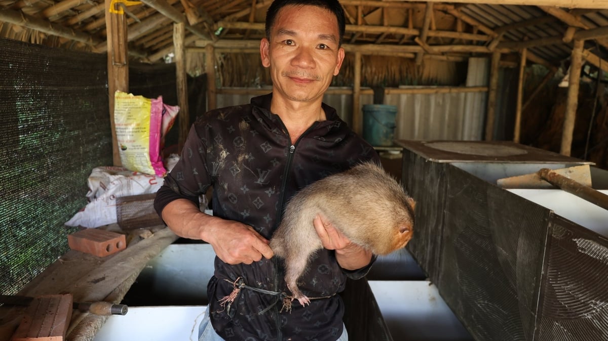 Anh Hoàng thành công với mô hình nuôi dúi thương phẩm cho hiệu quả kinh tế cao. Ảnh: Thanh Tâm Anh Hoàng thành công với mô hình nuôi dúi thương phẩm cho hiệu quả kinh tế cao. Ảnh: Thanh Tâm