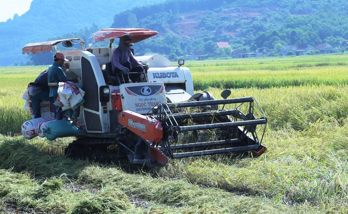Việc thu hoạch lúa bị ngã đổ gặp khó khăn, đội chi phí. Ảnh: Thanh Nga. Việc thu hoạch lúa bị ngã đổ gặp khó khăn, đội chi phí. Ảnh: Thanh Nga.