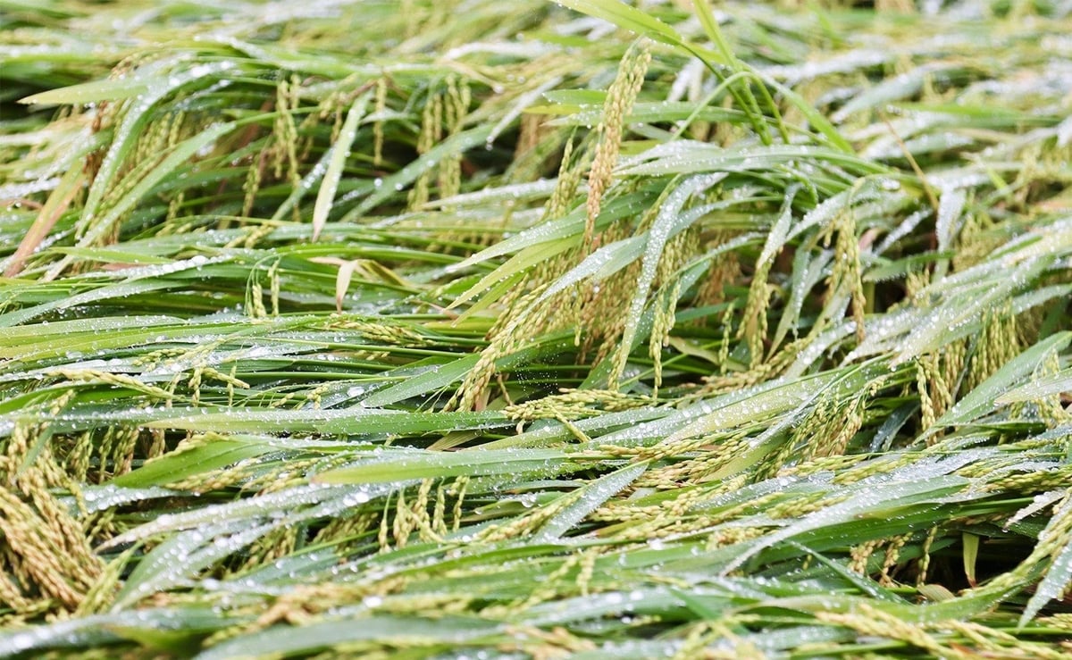 Nhiều diện tích lúa bị đổ khiến niềm vui nông dân không trọn vẹn. Ảnh: Thanh Nga. Nhiều diện tích lúa bị đổ khiến niềm vui nông dân không trọn vẹn. Ảnh: Thanh Nga.