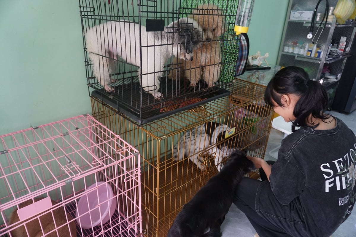 Sinh viên đang thực hành tại bệnh xá thú y của trường Đại học Cửu Long. Ảnh: Hồ Thảo. Sinh viên đang thực hành tại bệnh xá thú y của trường Đại học Cửu Long. Ảnh: Hồ Thảo.