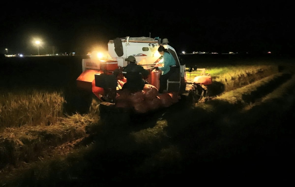 Để tránh nắng nóng, bà con tranh thủ gặt đêm nhằm đẩy nhanh tiến độ thu hoạch. Ảnh: Thanh Nga. Để tránh nắng nóng, bà con tranh thủ gặt đêm nhằm đẩy nhanh tiến độ thu hoạch. Ảnh: Thanh Nga.