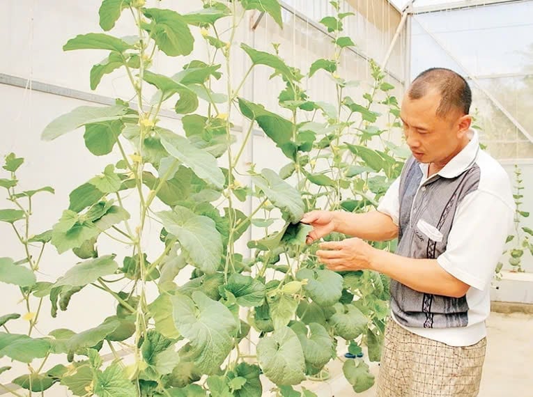 Nông dân phường Him Lam, TP Điện Biên Phủ áp dụng khoa học kỹ thuật vào sản xuất, nâng cao thu nhập. Ảnh: Trần Hương.