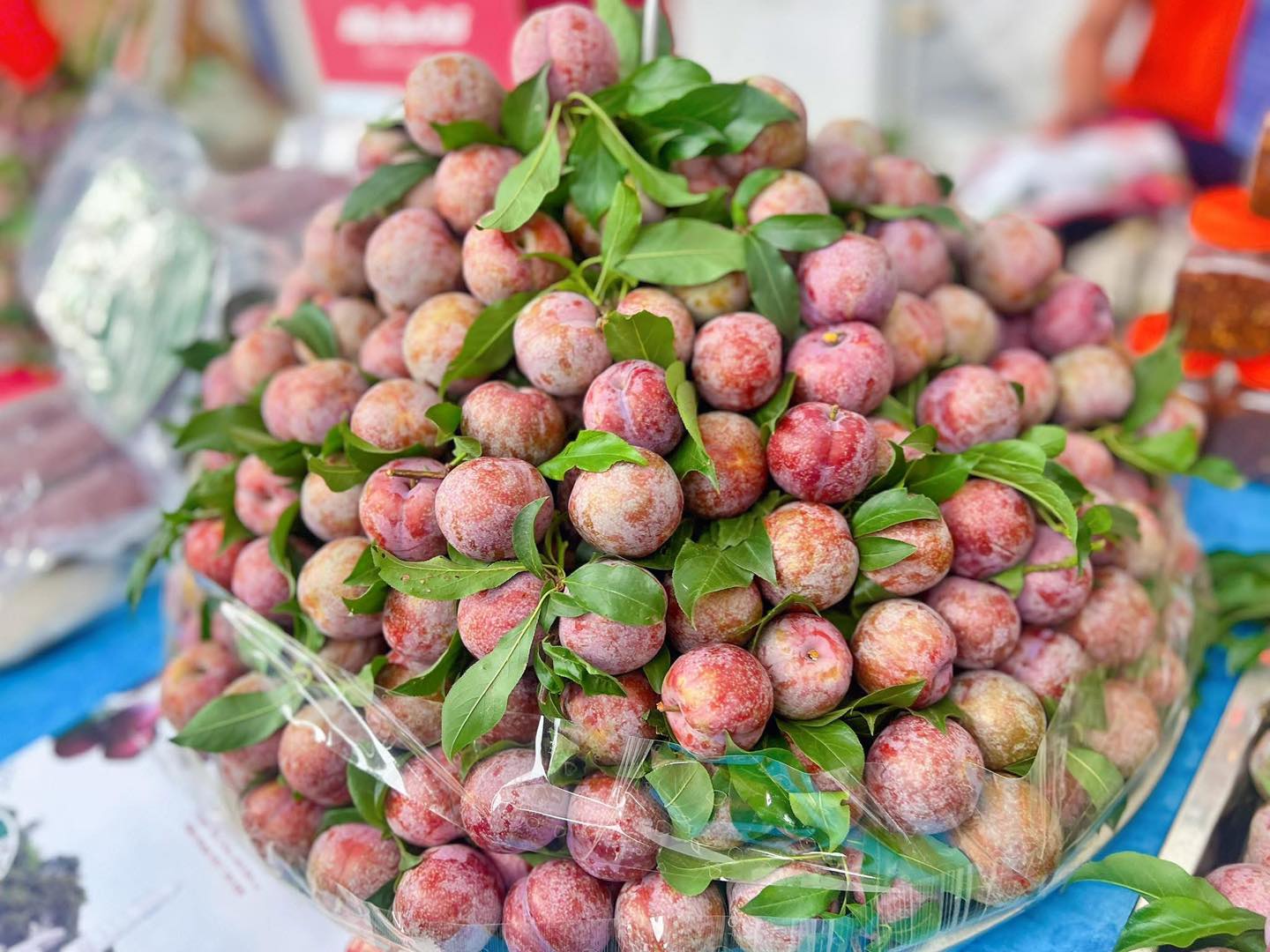Ngày hội góp phần nâng tầm thương hiệu mận hậu Yên Châu, loại quả nổi bật về hương vị và độ an toàn. Ảnh: Nguyễn Nga. Ngày hội góp phần nâng tầm thương hiệu mận hậu Yên Châu, loại quả nổi bật về hương vị và độ an toàn. Ảnh: Nguyễn Nga.