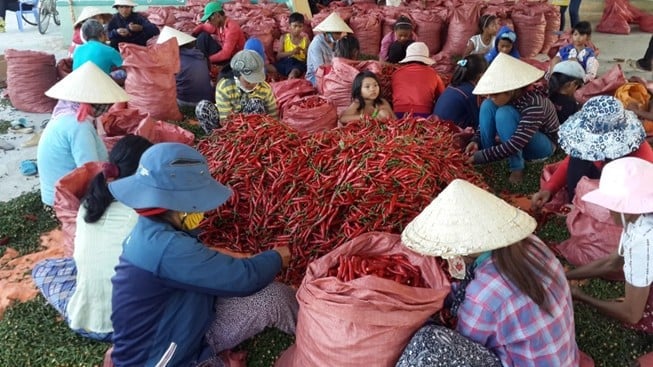 Ớt được nông dân thu hoạch và phân loại, chế biến tại nhà máy ở Tầm Ngân. Ảnh: Thu Thảo. Ớt được nông dân thu hoạch và phân loại, chế biến tại nhà máy ở Tầm Ngân. Ảnh: Thu Thảo.
