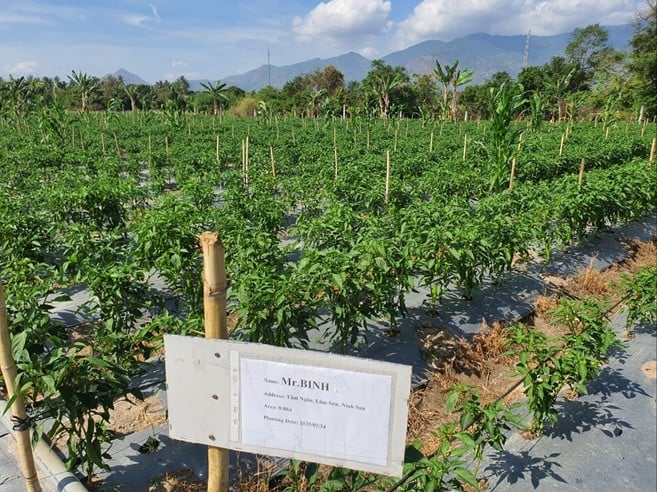 Vùng nguyên liệu ớt của nông dân Tầm Ngân đã được mở rộng từ dự án hỗ trợ do CJ và KOICA triển khai. Ảnh: Thu Thảo. Vùng nguyên liệu ớt của nông dân Tầm Ngân đã được mở rộng từ dự án hỗ trợ do CJ và KOICA triển khai. Ảnh: Thu Thảo.