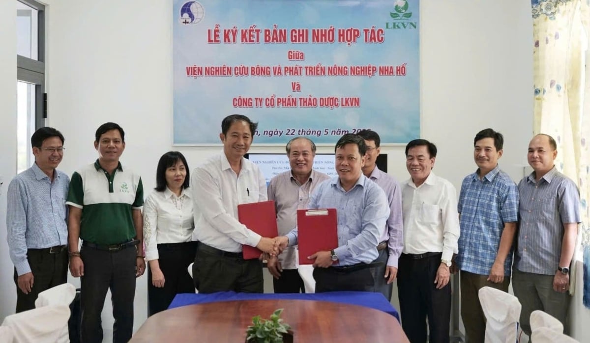 Viện Nghiên cứu bông và Phát triển nông nghiệp Nha Hố và Công ty cổ phần thảo dược LKVN ký kết chương trình hợp tác nghiên cứu khoa học và phát triển cây dược liệu. Ảnh: Phan Công Kiên. Viện Nghiên cứu bông và Phát triển nông nghiệp Nha Hố và Công ty cổ phần thảo dược LKVN ký kết chương trình hợp tác nghiên cứu khoa học và phát triển cây dược liệu. Ảnh: Phan Công Kiên.