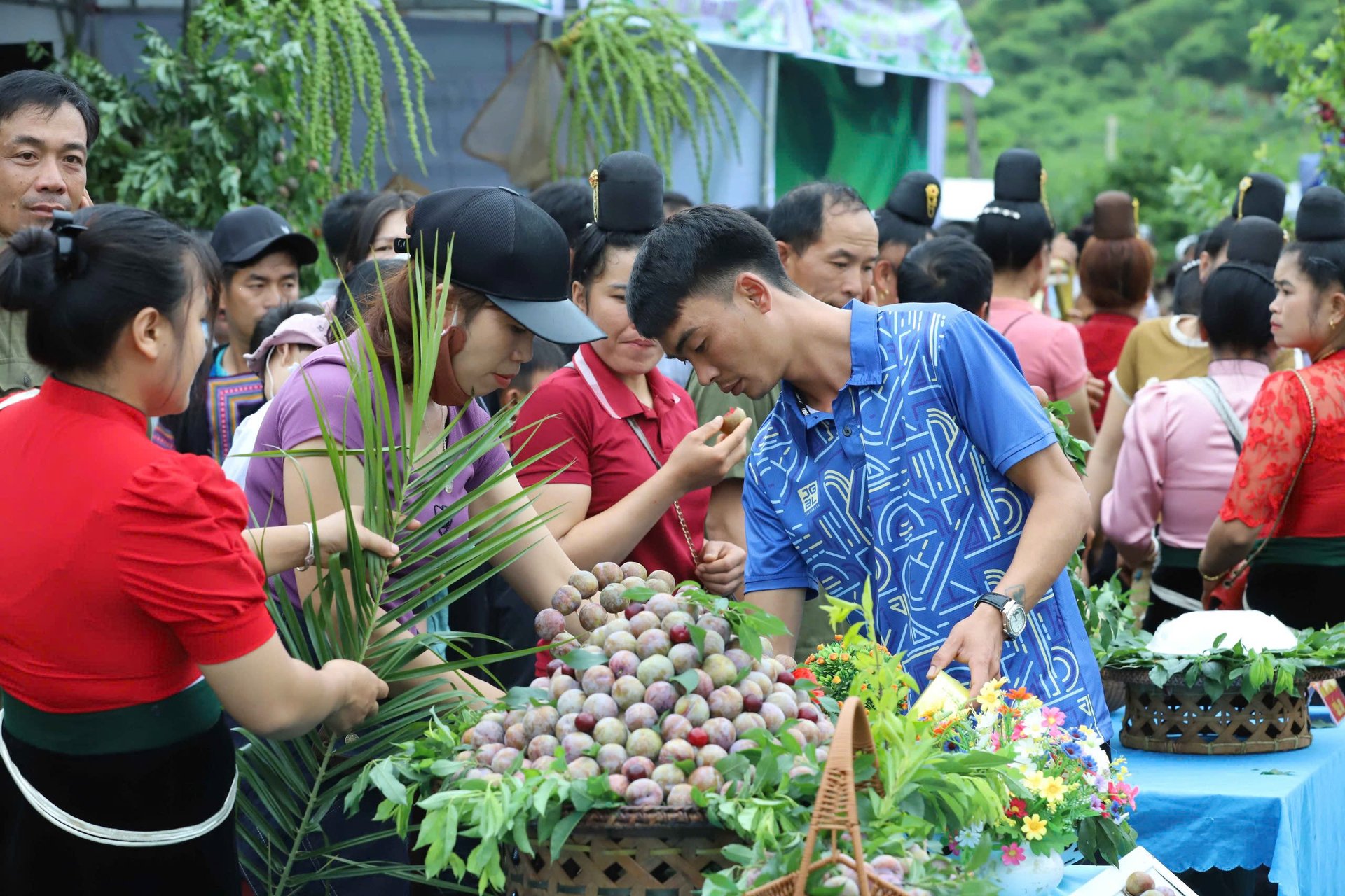 Quả mận Phiêng Khoài được trang trí ấn tượng tại các gian hàng. Ảnh: Nguyễn Nga. Quả mận Phiêng Khoài được trang trí ấn tượng tại các gian hàng. Ảnh: Nguyễn Nga.