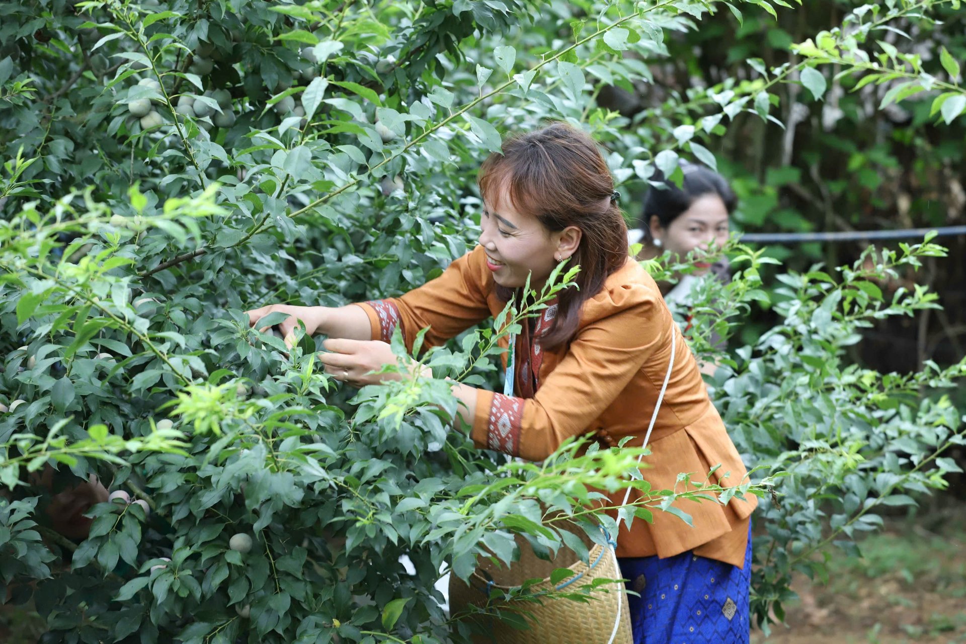 Phần thi hái mận có 9 đội thi đến từ các bản có diện tích trồng mận lớn trong xã. Ảnh: Nguyễn Nga. Phần thi hái mận có 9 đội thi đến từ các bản có diện tích trồng mận lớn trong xã. Ảnh: Nguyễn Nga.