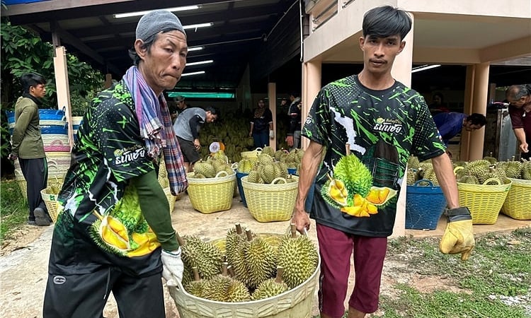 Nông dân Thái Lan thu hoạch sầu riêng. Ảnh: People. Nông dân Thái Lan thu hoạch sầu riêng. Ảnh: People.