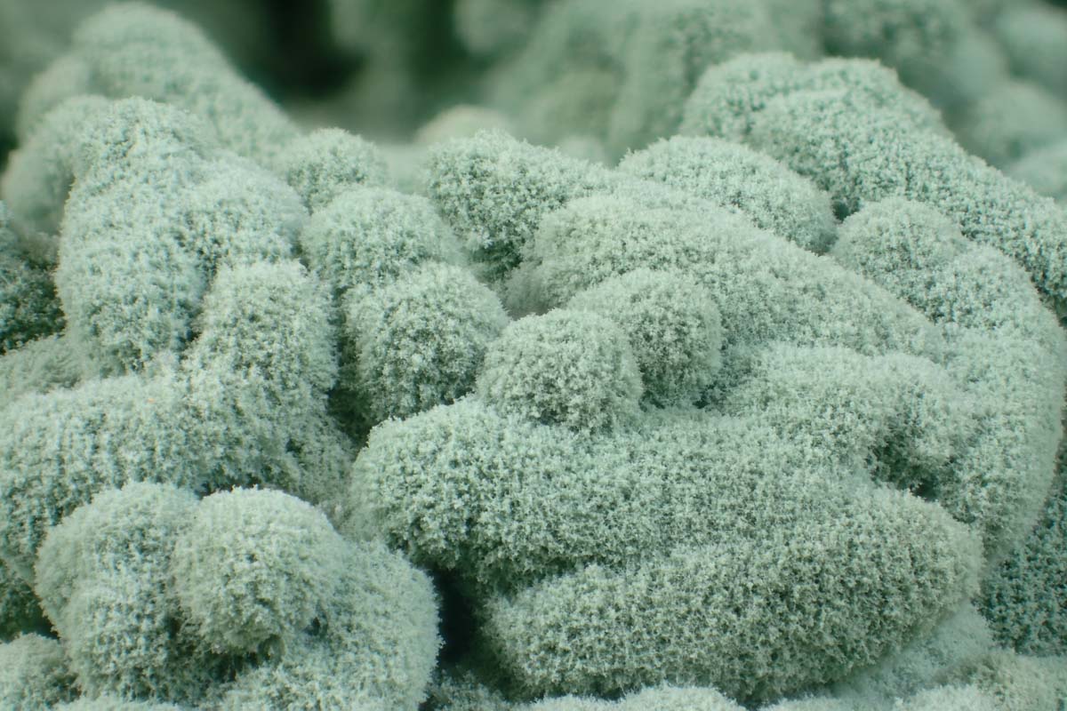 Trichoderma có thể giúp cải thiện chất lượng đất, giảm lượng Cadimi trong đất. Trichoderma có thể giúp cải thiện chất lượng đất, giảm lượng Cadimi trong đất.
