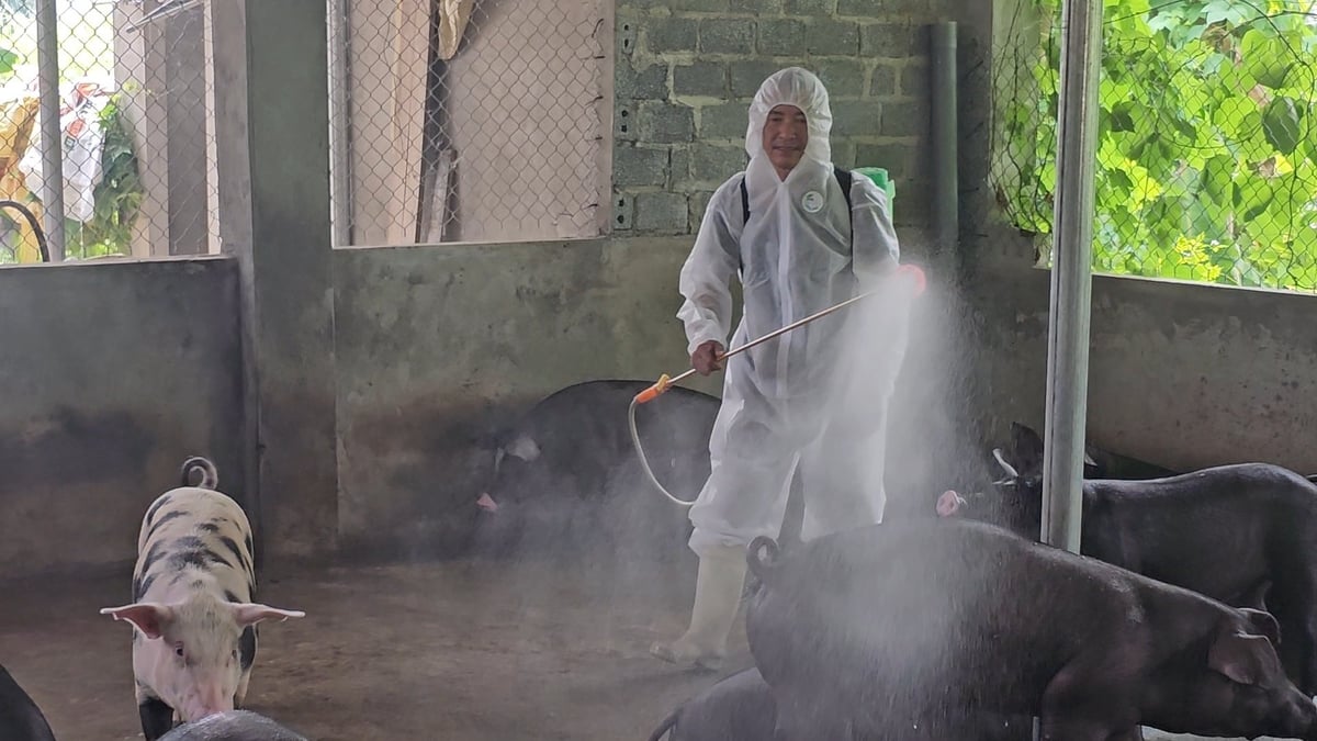 Hộ chăn nuôi ở Bát Xát phun khử khuẩn chuồng trại. Ảnh: H.Đ. Hộ chăn nuôi ở Bát Xát phun khử khuẩn chuồng trại. Ảnh: H.Đ.