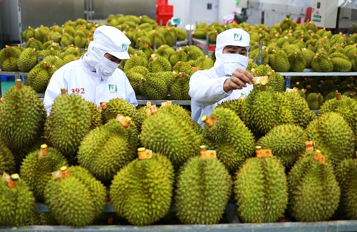Việt Nam không hề thua kém và có nhiều lợi thế về diện tích, sản lượng so với các nước cũng xuất khẩu sầu riêng trong khu vực. Ảnh: Chánh Thu. Việt Nam không hề thua kém và có nhiều lợi thế về diện tích, sản lượng so với các nước cũng xuất khẩu sầu riêng trong khu vực. Ảnh: Chánh Thu.