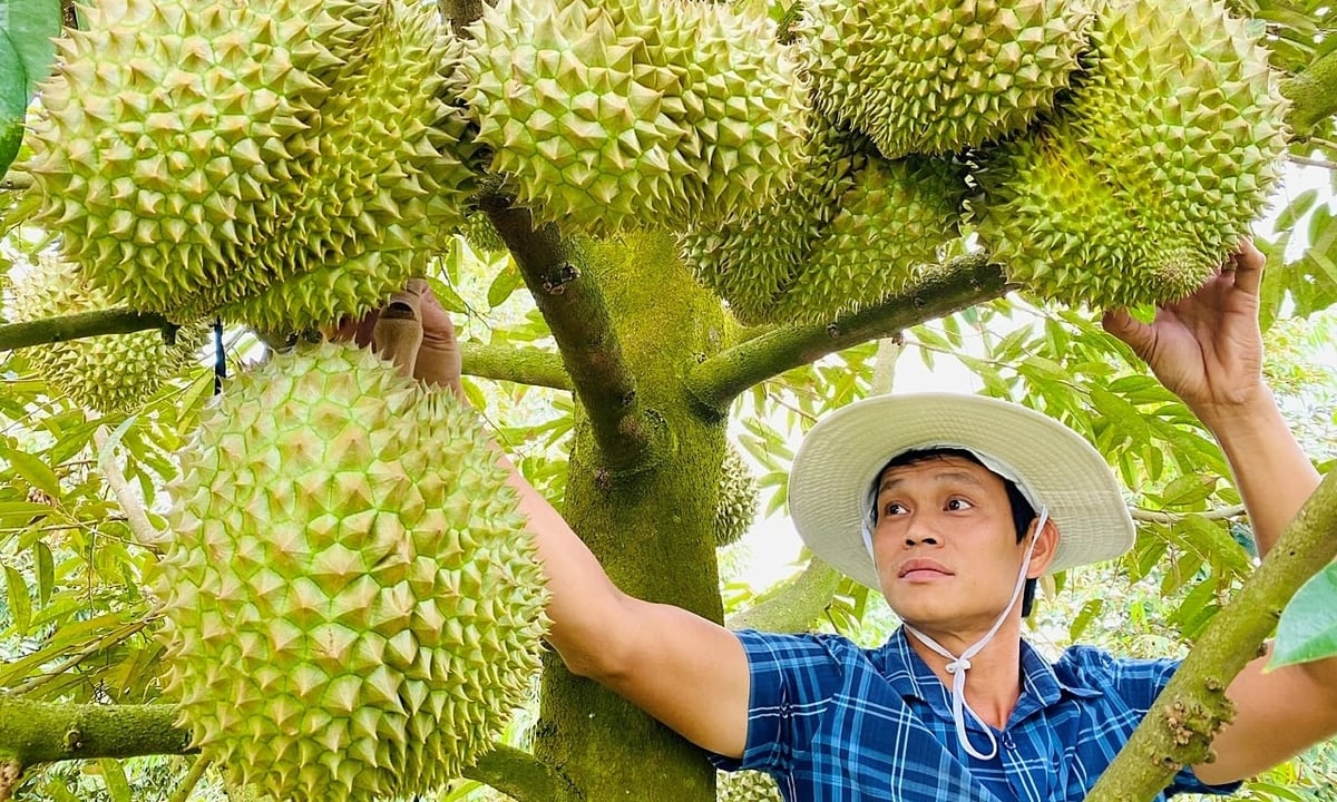 Diện tích trồng sầu riêng cả nước năm 2024 đạt gần 180.000 ha. Ảnh: TL. Diện tích trồng sầu riêng cả nước năm 2024 đạt gần 180.000 ha. Ảnh: TL.