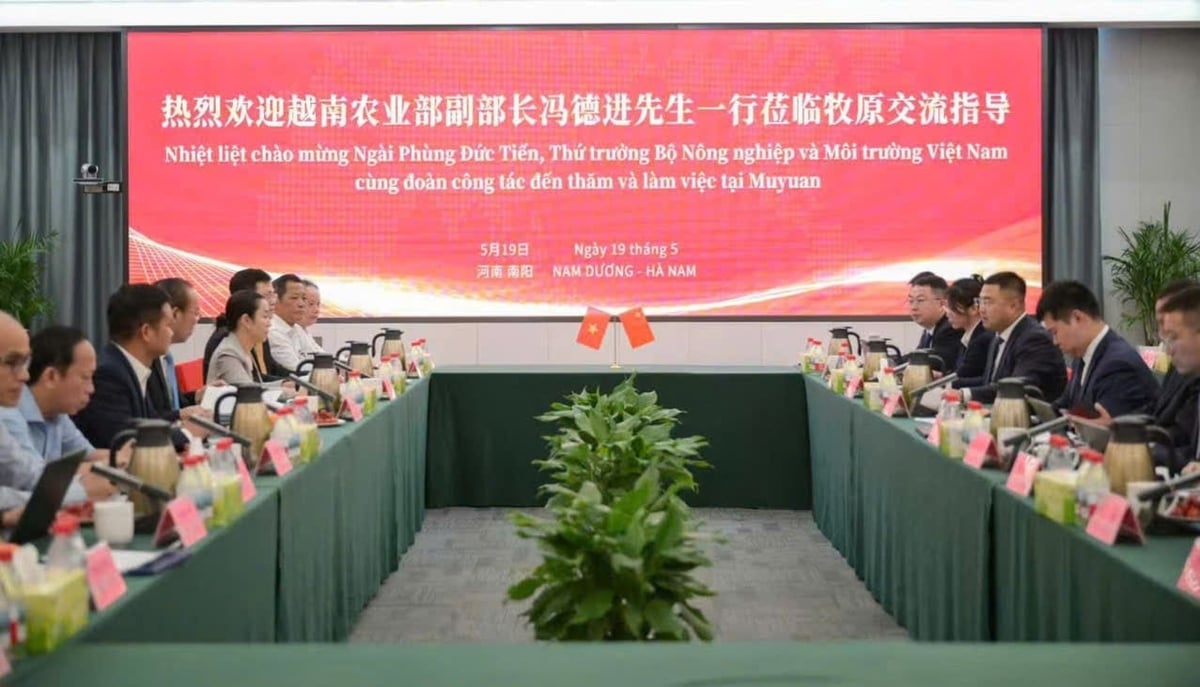 Thứ trưởng Bộ Nông nghiệp và Môi trường Phùng Đức Tiến cùng đoàn công tác Việt Nam làm việc với lãnh đạo Tập đoàn Muyuan. Ảnh: ICD. Thứ trưởng Bộ Nông nghiệp và Môi trường Phùng Đức Tiến cùng đoàn công tác Việt Nam làm việc với lãnh đạo Tập đoàn Muyuan. Ảnh: ICD.