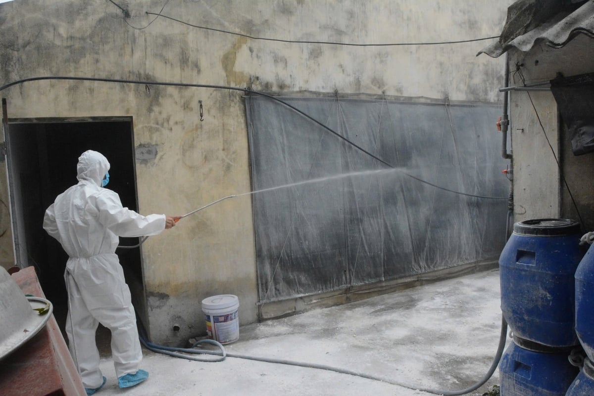 Phun hóa chất vệ sinh chuồng trại tại các hộ nuôi bị nhiễm bệnh dịch. Ảnh: Thái Bình. Phun hóa chất vệ sinh chuồng trại tại các hộ nuôi bị nhiễm bệnh dịch. Ảnh: Thái Bình.