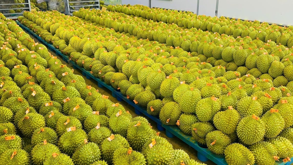 Sầu riêng rất được người tiêu dùng Trung Quốc quan tâm, ưa chuộng.