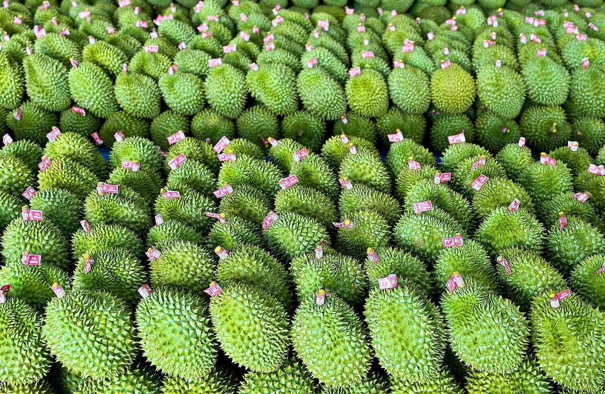 Ngành sầu riêng Việt Nam đang cho thấy bước tiến vượt bậc trên thị trường thế giới. Ảnh minh họa. Ngành sầu riêng Việt Nam đang cho thấy bước tiến vượt bậc trên thị trường thế giới. Ảnh minh họa.