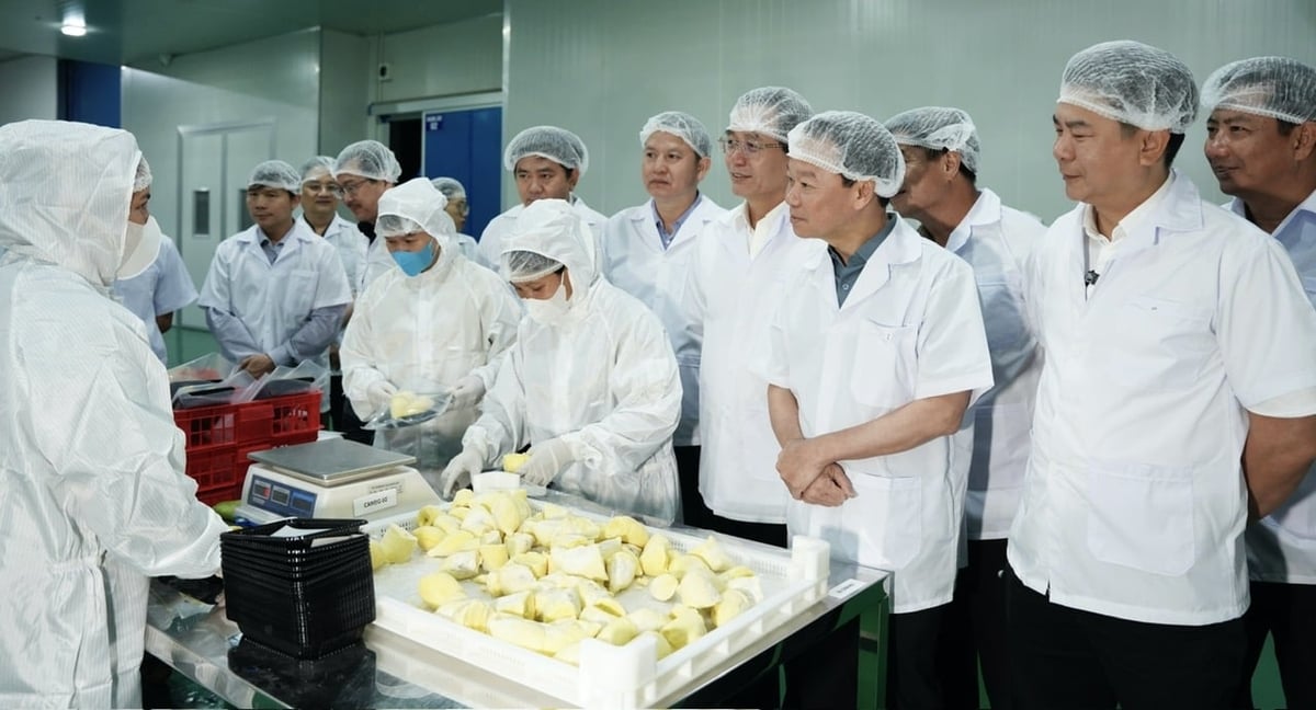 Bộ trưởng Bộ Nông nghiệp và Môi trường Đỗ Đức Duy cùng trò chuyện và lắng nghe những chia sẻ của người lao động đang làm việc tại Công ty Cổ phần Sầu riêng Tây Nguyên. Ảnh: Phạm Hoài. Bộ trưởng Bộ Nông nghiệp và Môi trường Đỗ Đức Duy cùng trò chuyện và lắng nghe những chia sẻ của người lao động đang làm việc tại Công ty Cổ phần Sầu riêng Tây Nguyên. Ảnh: Phạm Hoài.