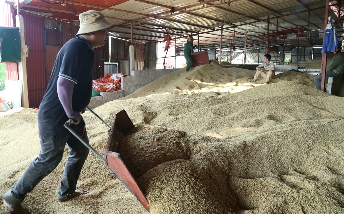 Các cơ sở hoạt động hết công suất sấy lúa cho bà con. Ảnh: Gia Hưng. Các cơ sở hoạt động hết công suất sấy lúa cho bà con. Ảnh: Gia Hưng.