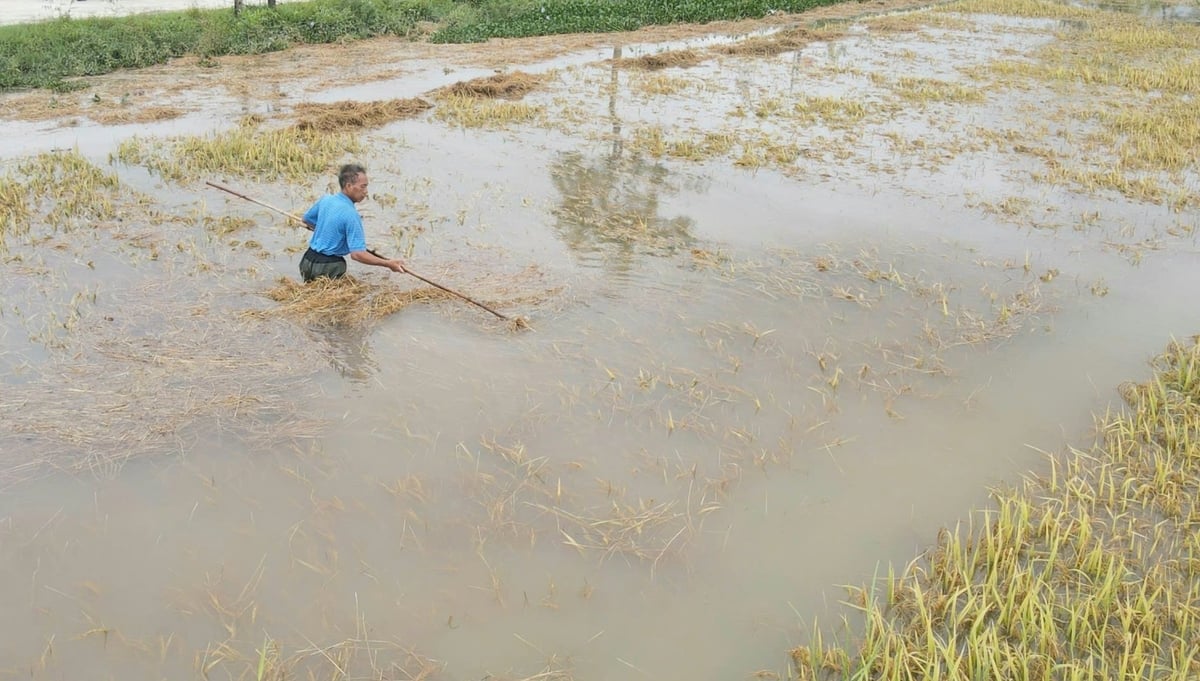 Thời tiết những ngày tới bất lợi nên nhiều diện tích lúa chưa thu hoạch có nguy cơ nảy mầm trên đồng. Ảnh: Gia Hưng. Thời tiết những ngày tới bất lợi nên nhiều diện tích lúa chưa thu hoạch có nguy cơ nảy mầm trên đồng. Ảnh: Gia Hưng.