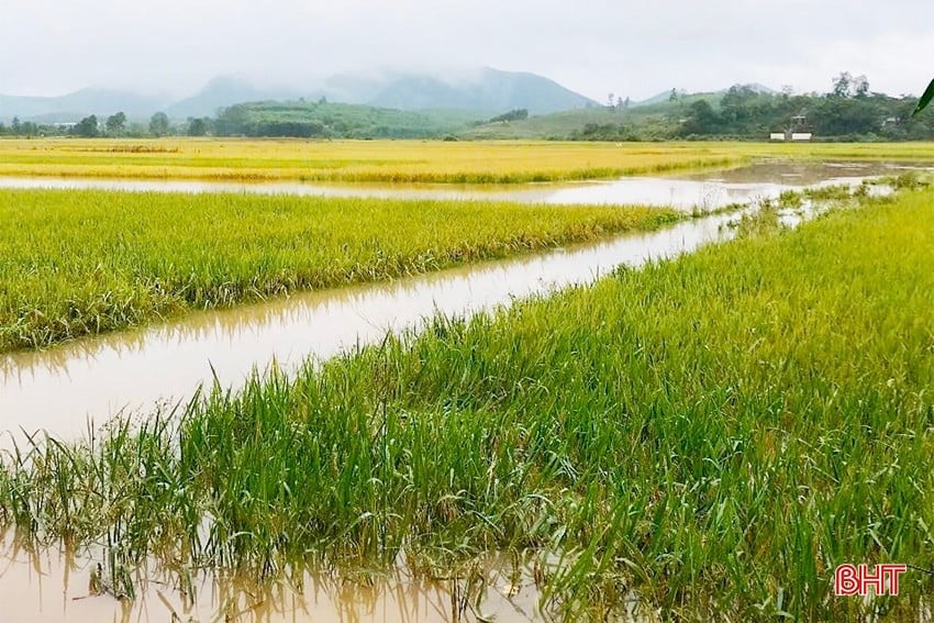 Nhiều diện tích lúa của bà con chưa kịp thu hoạch đã bị ngập. Ảnh: Báo Hà Tĩnh. Nhiều diện tích lúa của bà con chưa kịp thu hoạch đã bị ngập. Ảnh: Báo Hà Tĩnh.