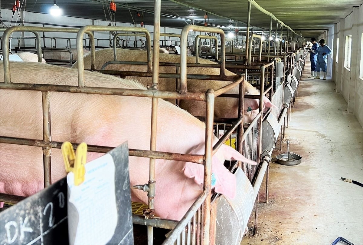 The project is expected to help farmers improve production conditions through more controlled practices. Photo: Thanh Nga.