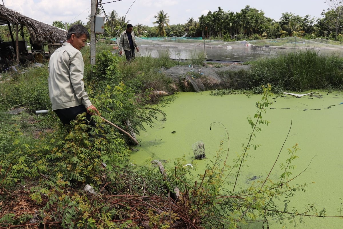 Dù biết chăn nuôi gây ô nhiễm nhưng vì mưu sinh, bà con không còn cách nào khác. Ảnh: Trần Trung. Dù biết chăn nuôi gây ô nhiễm nhưng vì mưu sinh, bà con không còn cách nào khác. Ảnh: Trần Trung.