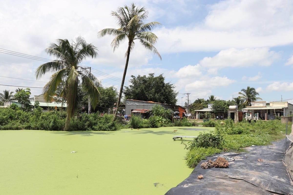 Thực trạng nuôi trồng thủy sản buông lỏng kiểm soát môi trường tại huyện Dương Minh Châu. Ảnh: Trần Trung. Thực trạng nuôi trồng thủy sản buông lỏng kiểm soát môi trường tại huyện Dương Minh Châu. Ảnh: Trần Trung.