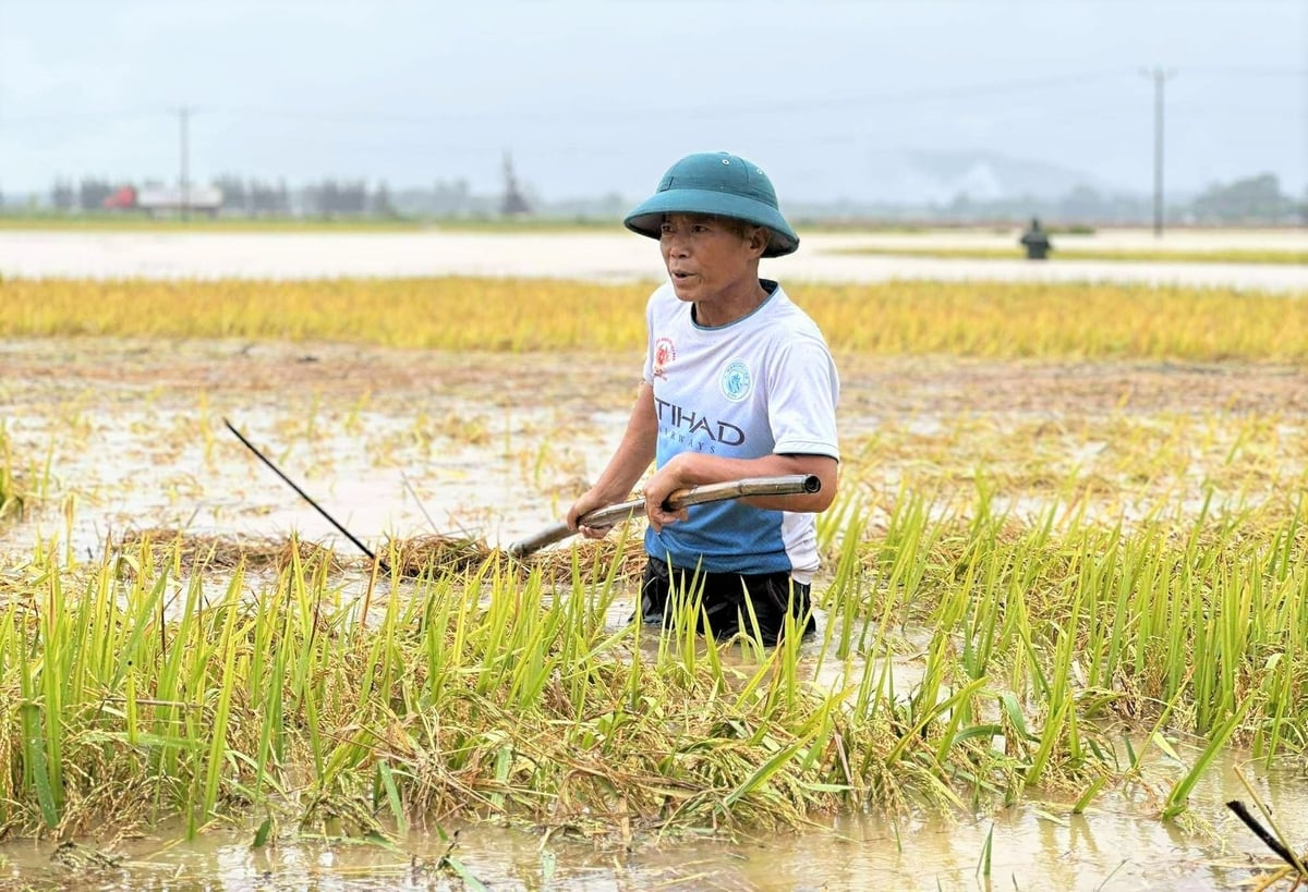 Sáng 25/5, ông Nguyễn Hữu Bình, thôn Thượng Long, xã Cẩm Quan, huyện Cẩm Xuyên tranh thủ ra đồng vớt lúa xuân gặt xong chưa kịp đưa về nhà. Sáng 25/5, ông Nguyễn Hữu Bình, thôn Thượng Long, xã Cẩm Quan, huyện Cẩm Xuyên tranh thủ ra đồng vớt lúa xuân gặt xong chưa kịp đưa về nhà.