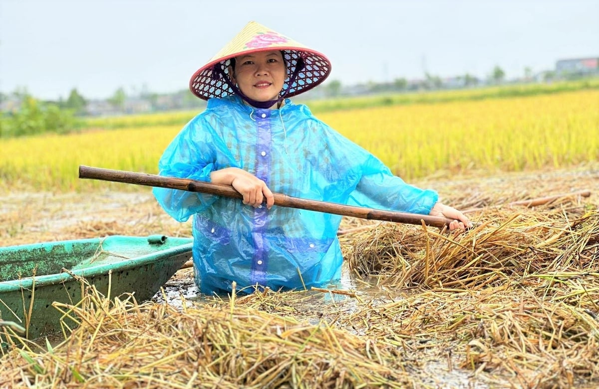 Chị Nguyễn Thị Sen, cùng trú xã Cẩm Quan, cũng lội nước lũ, ra sức cào rơm bám trên ngọn những bông lúa, hi vọng cứu được 2 sào lúa của gia đình chưa kịp gặt. Chị Nguyễn Thị Sen, cùng trú xã Cẩm Quan, cũng lội nước lũ, ra sức cào rơm bám trên ngọn những bông lúa, hi vọng cứu được 2 sào lúa của gia đình chưa kịp gặt.