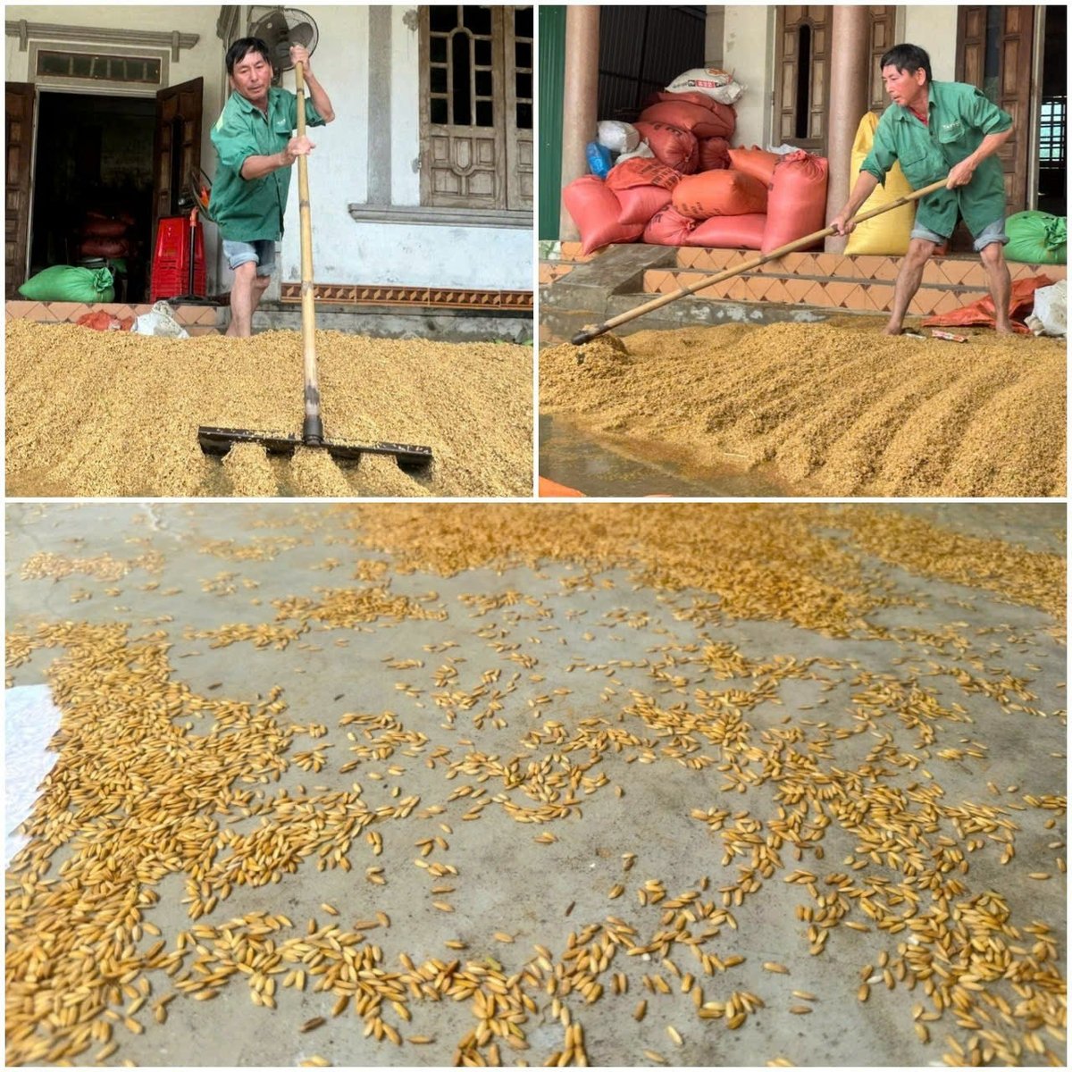 Trong nhà, lúa gặt về cũng thiệt hại nặng do bị ngâm nước lũ. Trong nhà, lúa gặt về cũng thiệt hại nặng do bị ngâm nước lũ.