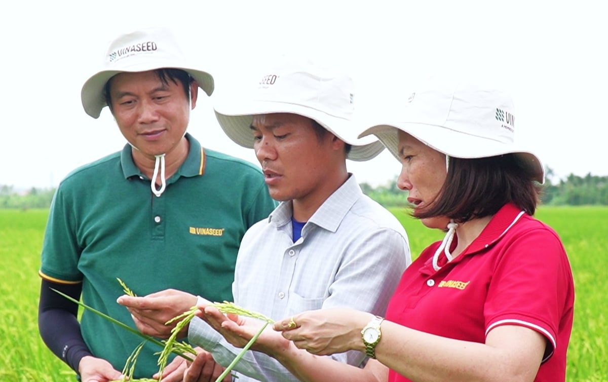 Theo ông Nguyễn Văn Kiên (giữa), giống lúa Ngọc Nương 9 có nhiều đặc điểm phù hợp với việc áp dụng cơ giới hóa trong sản xuất. Ảnh: Phạm Hiếu. Theo ông Nguyễn Văn Kiên (giữa), giống lúa Ngọc Nương 9 có nhiều đặc điểm phù hợp với việc áp dụng cơ giới hóa trong sản xuất. Ảnh: Phạm Hiếu.
