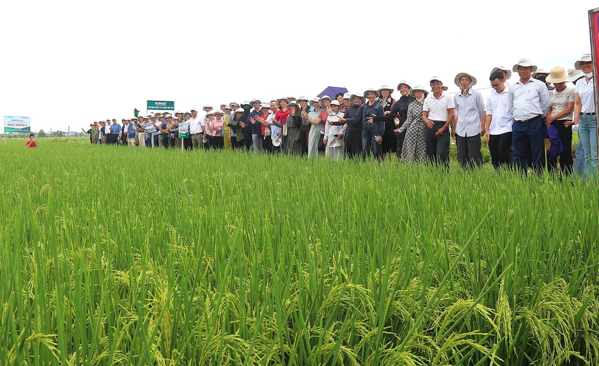 Người dân Hải Phòng hào hứng với giống lúa chất lượng cao Ngọc Nương 9. Ảnh: Phạm Hiếu. Người dân Hải Phòng hào hứng với giống lúa chất lượng cao Ngọc Nương 9. Ảnh: Phạm Hiếu.