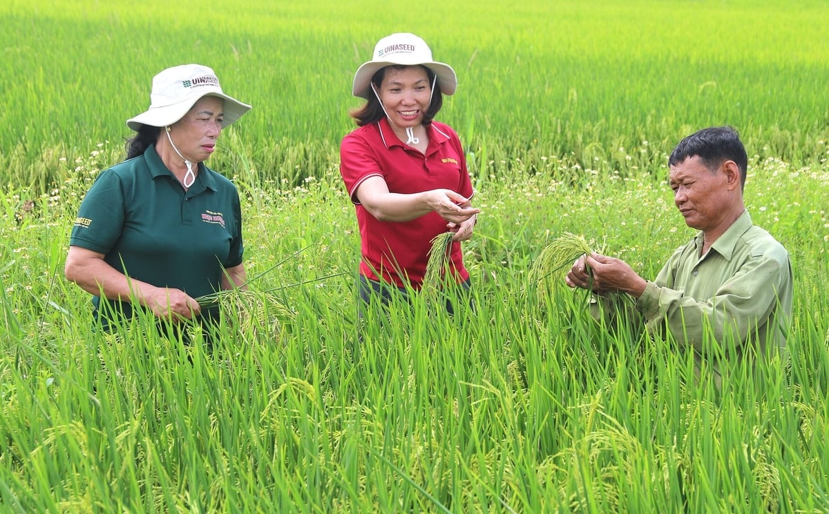 Bà Phạm Thị Dung (trái) cho rằng giống Ngọc Nương 9 dễ trồng, dễ chăm sóc, phù hợp với sản xuất diện tích lớn. Ảnh: Phạm Hiếu. Bà Phạm Thị Dung (trái) cho rằng giống Ngọc Nương 9 dễ trồng, dễ chăm sóc, phù hợp với sản xuất diện tích lớn. Ảnh: Phạm Hiếu.
