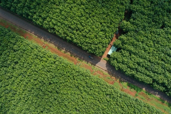 The European Commission has just released a list of ‘low-risk’ countries for deforestation, which includes Vietnam. Photo: Tung Dinh.