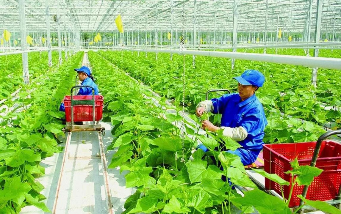 Vùng nông nghiệp ứng dụng cao phải đáp ứng nhiều tiêu chí nghiêm ngặt. Ảnh: vaas.vn. Vùng nông nghiệp ứng dụng cao phải đáp ứng nhiều tiêu chí nghiêm ngặt. Ảnh: vaas.vn.