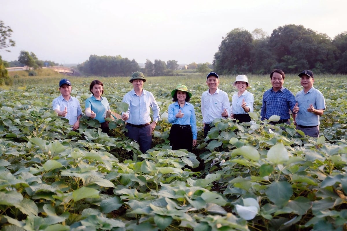 Cây gai xanh AP1 thích nghi tốt với điều kiện khí hậu, thổ nhưỡng tại Quảng Trị. Ảnh: Võ Dũng. Cây gai xanh AP1 thích nghi tốt với điều kiện khí hậu, thổ nhưỡng tại Quảng Trị. Ảnh: Võ Dũng.