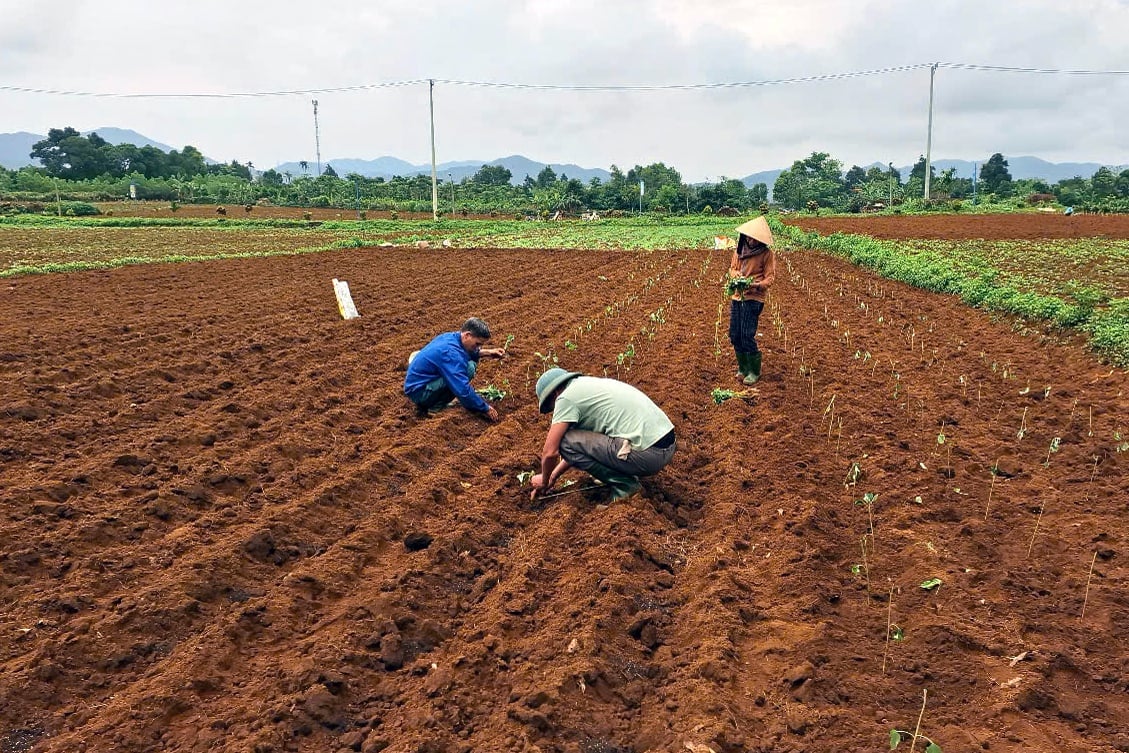 Đất trồng sắn kém hiệu quả được chuyển sang trồng gai xanh AP1. Ảnh: Võ Dũng. Đất trồng sắn kém hiệu quả được chuyển sang trồng gai xanh AP1. Ảnh: Võ Dũng.