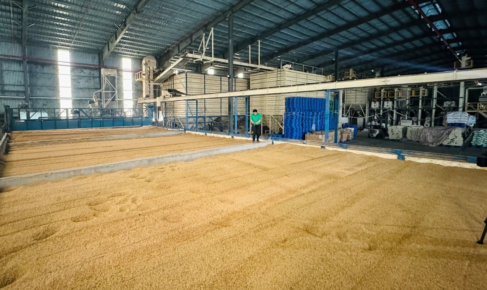 Các cơ sở sấy lúa trên địa bàn Hà Tĩnh chạy hết công suất để sấy lúa bị ướt nông dân. Ảnh: Ánh Nguyệt.
