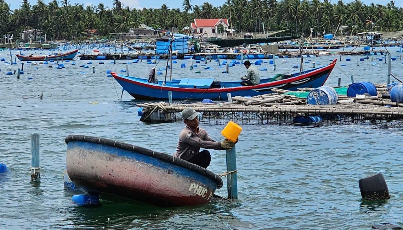 Nuôi trồng thủy sản lồng bè tại thị xã Sông Cầu, tỉnh Phú Yên. Ảnh: KS. Nuôi trồng thủy sản lồng bè tại thị xã Sông Cầu, tỉnh Phú Yên. Ảnh: KS.
